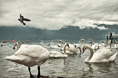 Creation of Compact Swan: Step 1